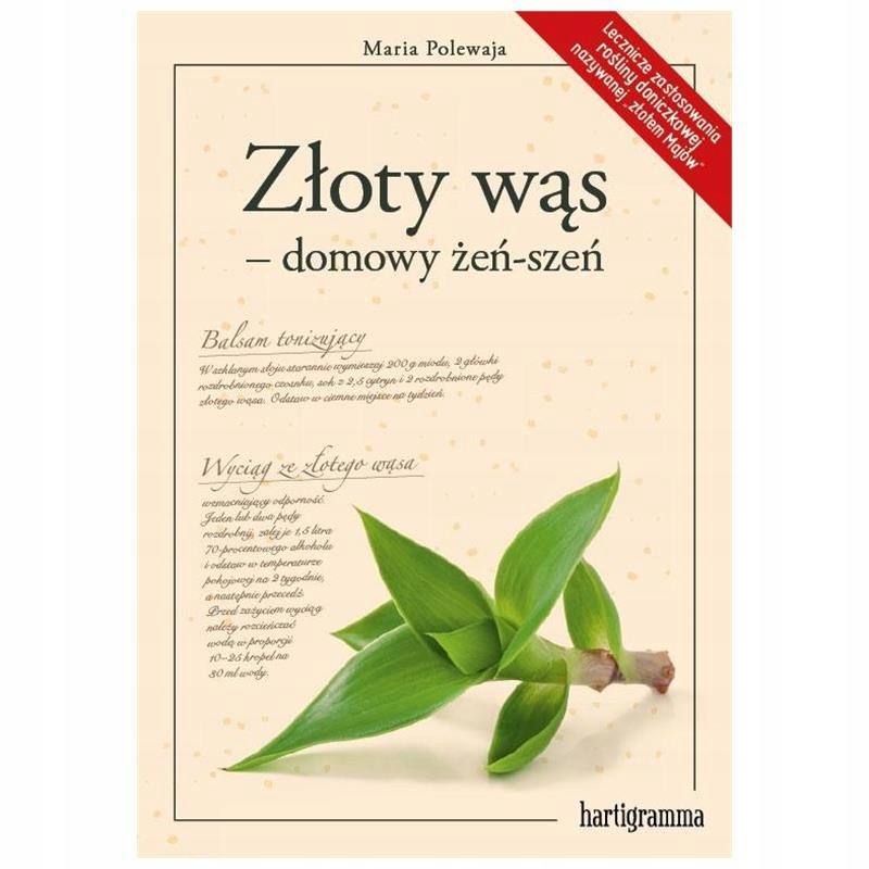 Złoty wąs – domowy żeń-szeń D,A2 - 372
