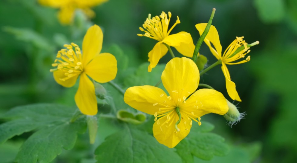 Czy Unia Europejska zakazuje stosowania glistnika?