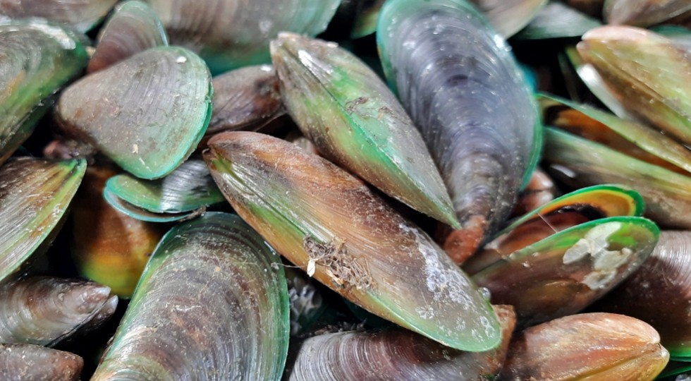 Omułek Zielonowargowy - element profilaktyki zdrowych stawów