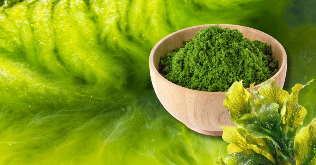 Jakie składniki odżywcze zawiera olej z alg i jakie mają one znaczenie 