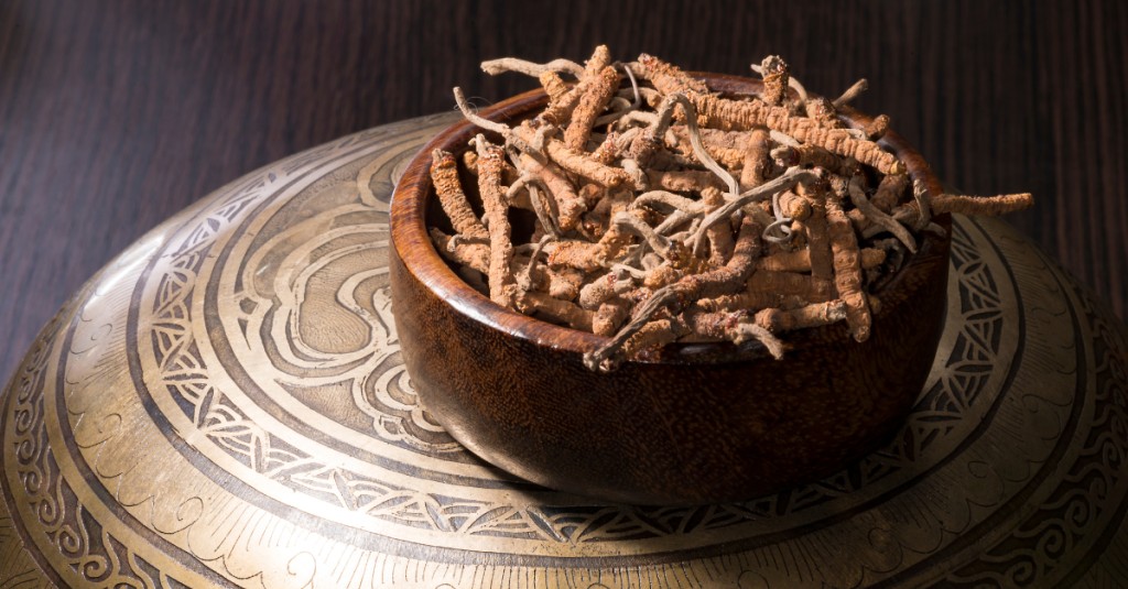 Grzyby, które zaskakują naukę. Soplówka, kamforowiec i cordyceps pod lupą