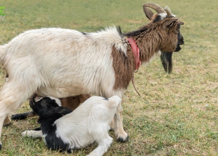 Colostrum (siara, zwane również młodziwem) – jeden z cudów natury