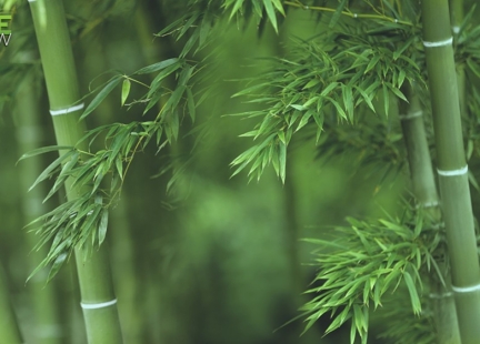 Bambus nakarmi, odżywi i da schronienie