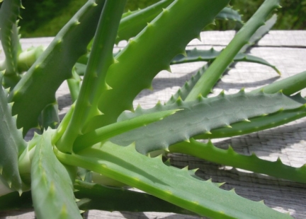 Zbigniew T. Nowak: Aloes – gdy słabnie odporność organizmu 