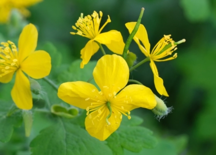 Czy Unia Europejska zakazuje stosowania glistnika?