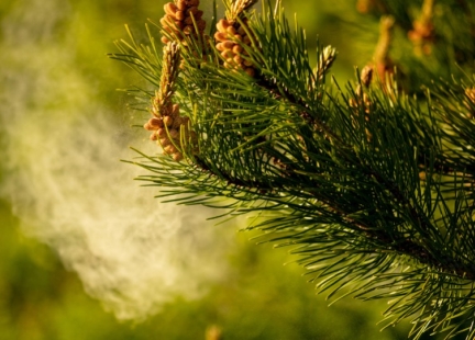 Pyłek sosny – pochodzenie, właściwości i tradycyjne zastosowanie