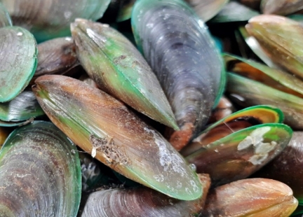 Omułek Zielonowargowy - element profilaktyki zdrowych stawów