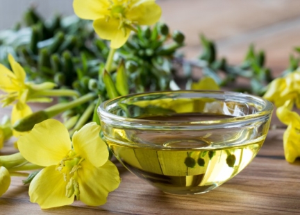 W jaki sposób pozyskuje się olej z wiesiołka i gdzie znajduje on zastosowanie