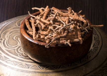 Grzyby, które zaskakują naukę. Soplówka, kamforowiec i cordyceps pod lupą