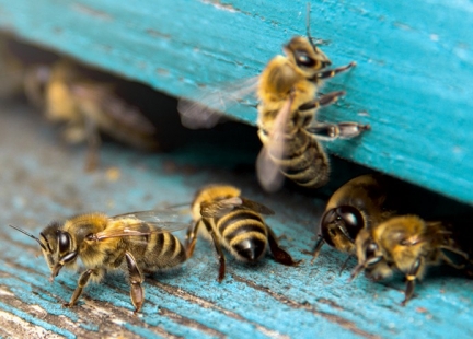 Apitoksynoterapia, czyli leczenie jadem pszczół