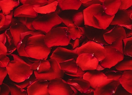 Konfitura z płatków róży – bardzo poważna kwestia naukowa
