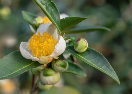 Pyłek kwiatu herbaty - Przerwane ściany komórkowe - Camellia sinensis 