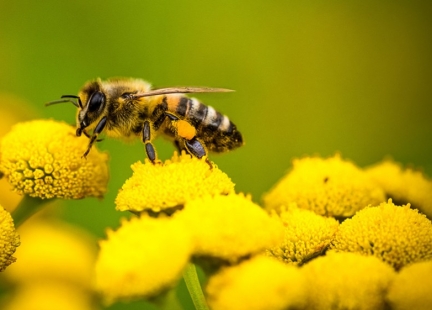 Lecznicze działanie jadu pszczelego