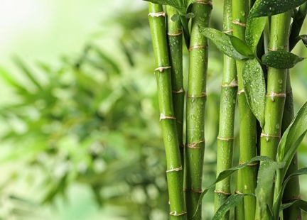 Bambus – symbol długowieczności i czystości