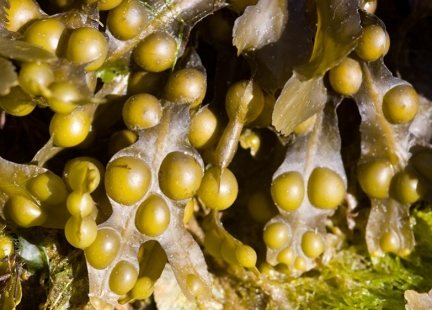 Morszczyn Fukoidan – owoce morza w kapsułce