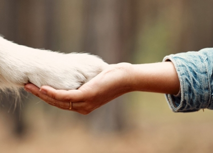Animaloterapia – dobroczynny wpływ zwierząt na człowieka